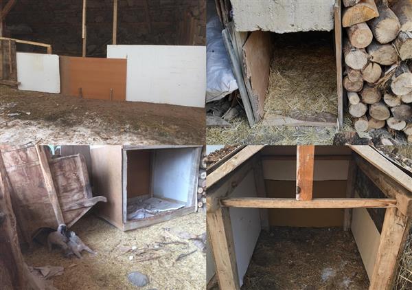 Erzincan'da Din Görevlilerinden Sokak Hayvanlarına şefkat Eli