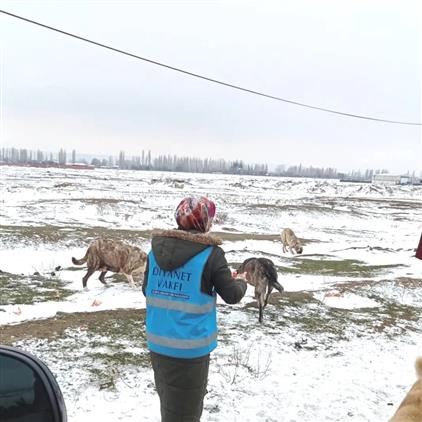 Tdv Eskişehir şubesi Kadın Kolları Sokak Hayvanlarını Unutmadı